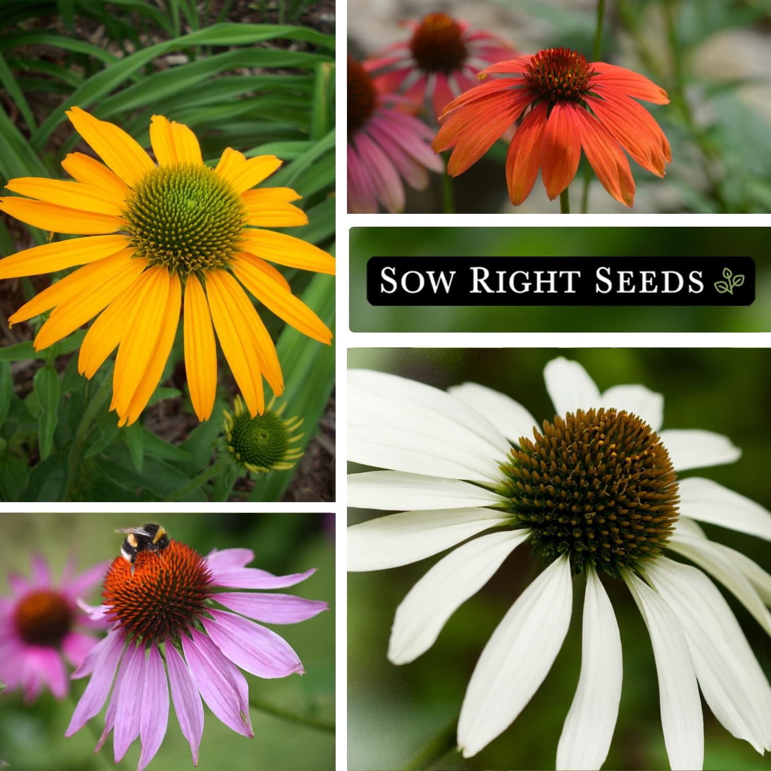 Sow Right Seeds – Mixed Color Coneflower Echinacea for Planting – Mix