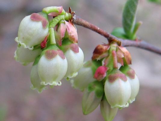 Highbush Blueberry, Vaccinium corymbosum, Seeds (Edible, Hardy, Fall Color)