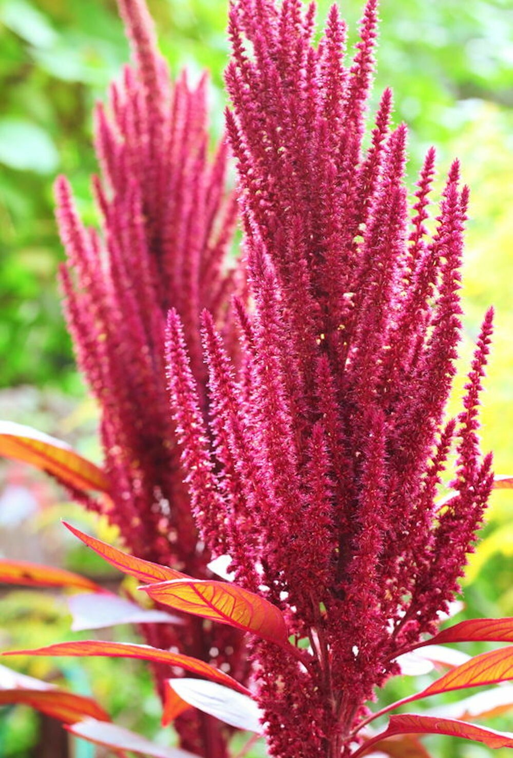1000+Red Garnet Amaranth Seeds Red Spinach Kiwicha Microgreens Garden Seeds USA