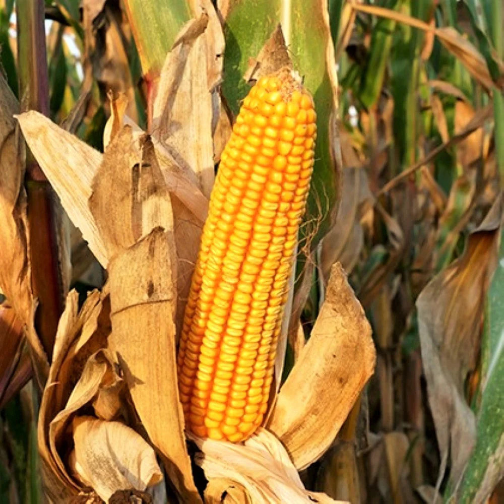 Reid’s Yellow Dent Corn Seeds – For 2025 Planting Open-Pollinated Yellow Flint