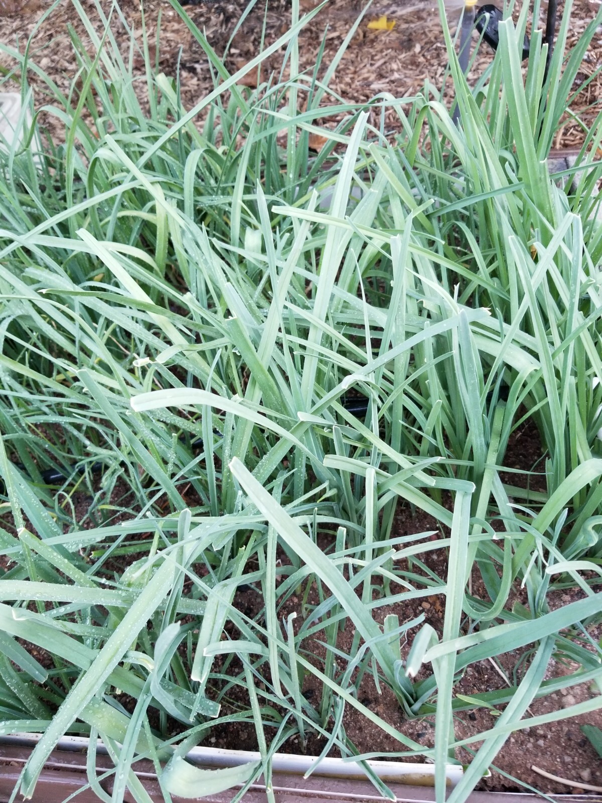 200+Organic Seeds of Persian Leek “تره Tareh” , گندنه Chinese Jiu cai 韭菜 Chives