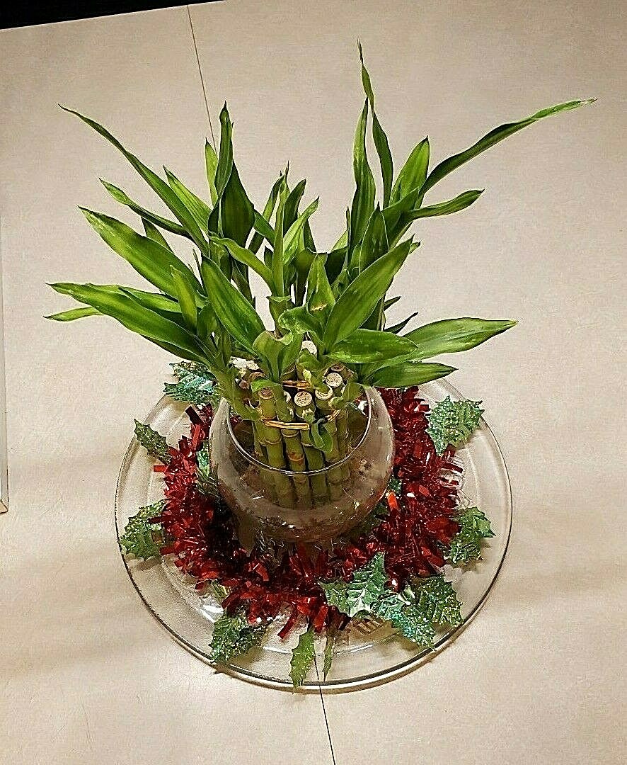 8″ Lucky Bamboo 6 Healthy Plants, Gift, Feng Shui, Water Plant, Free Shipping