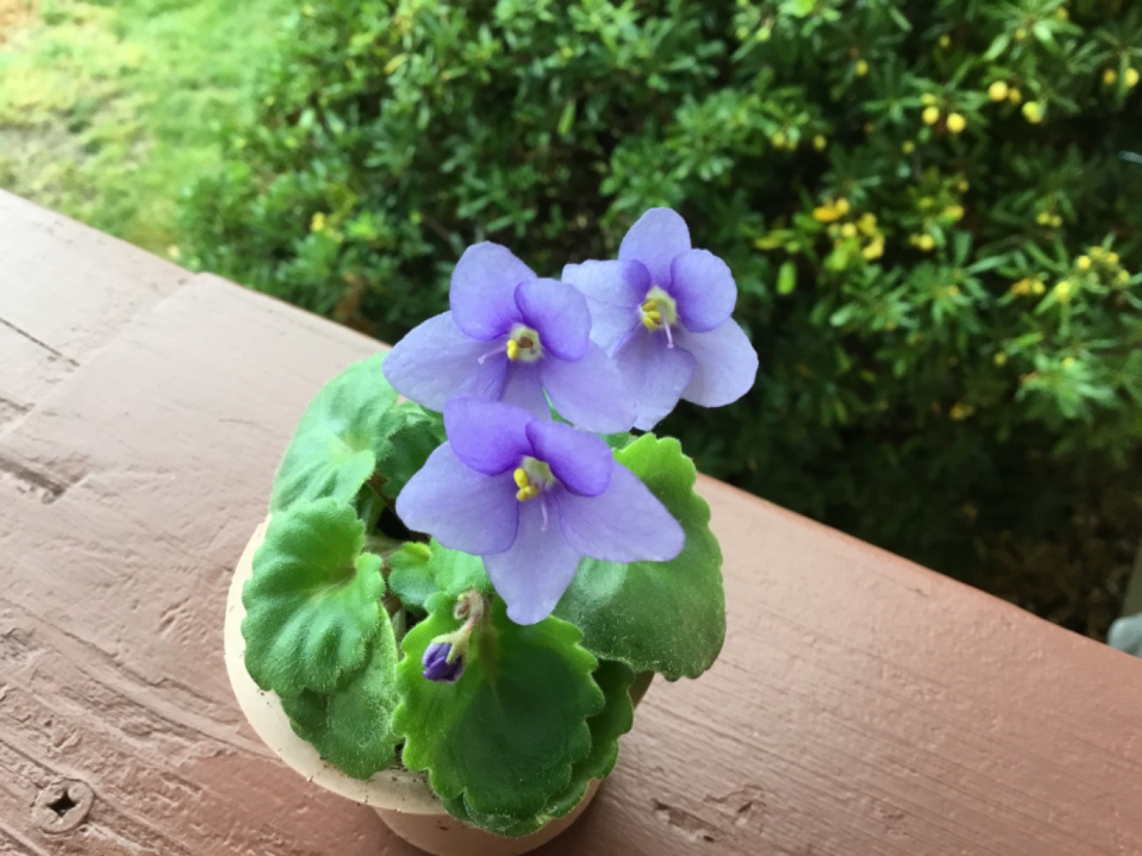 Miniature African Violet”Blue Sprite”