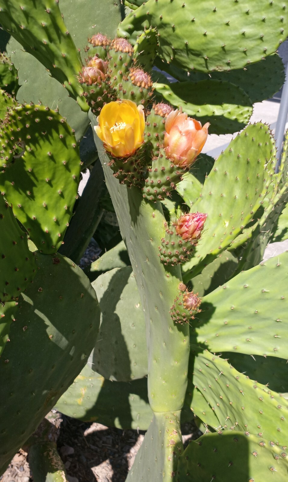 prickly pear cactus plant, grows orange pink and yellow blooms, Pears are edible