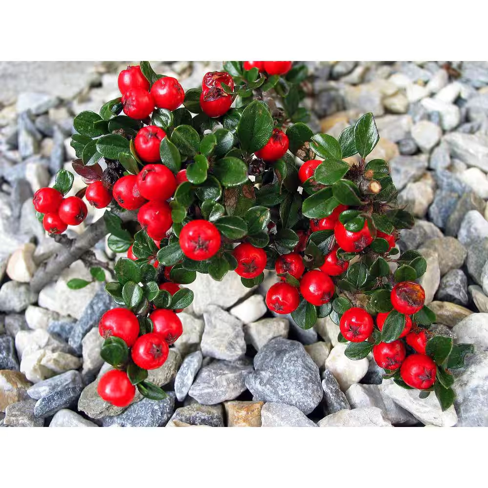 1 Gal. Cranberry Cotoneaster Shrub This True Multi-Purpose Shrub Displays a Diff