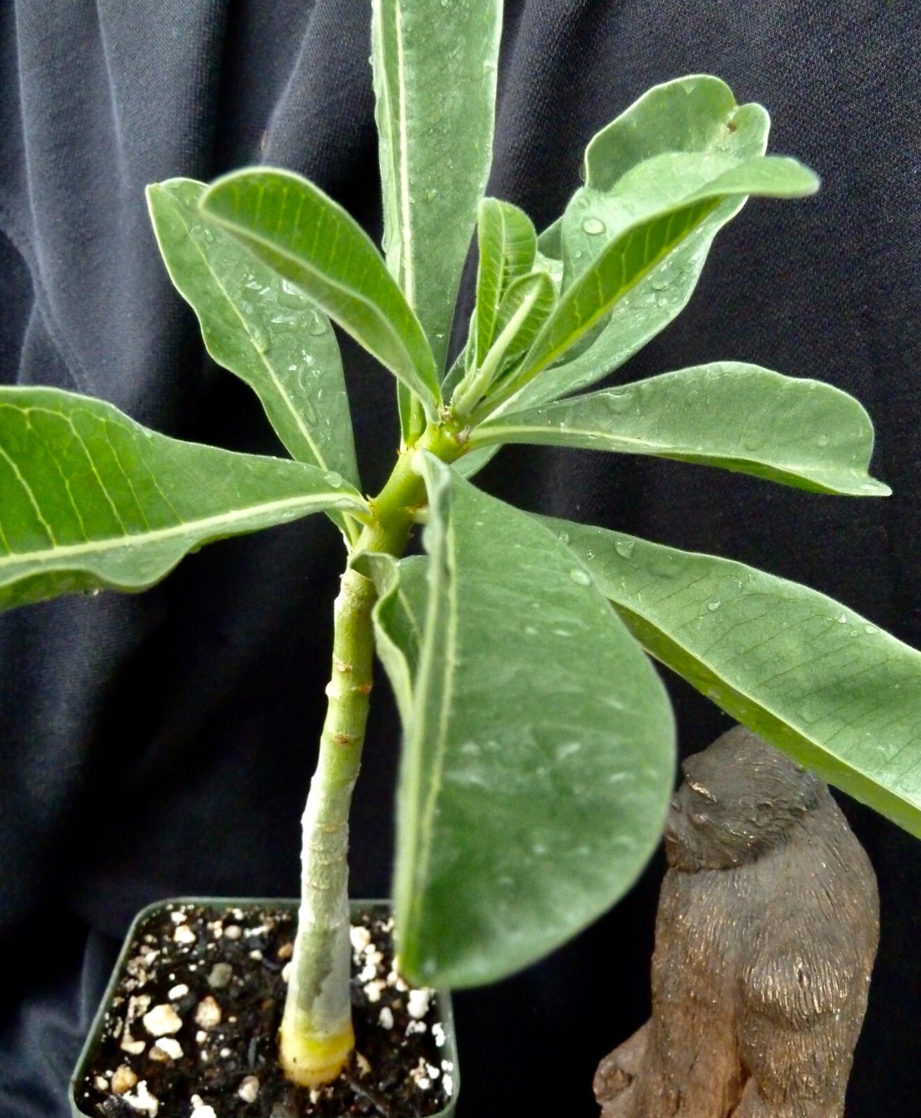 Adenium boehmianum succulent pachycaul