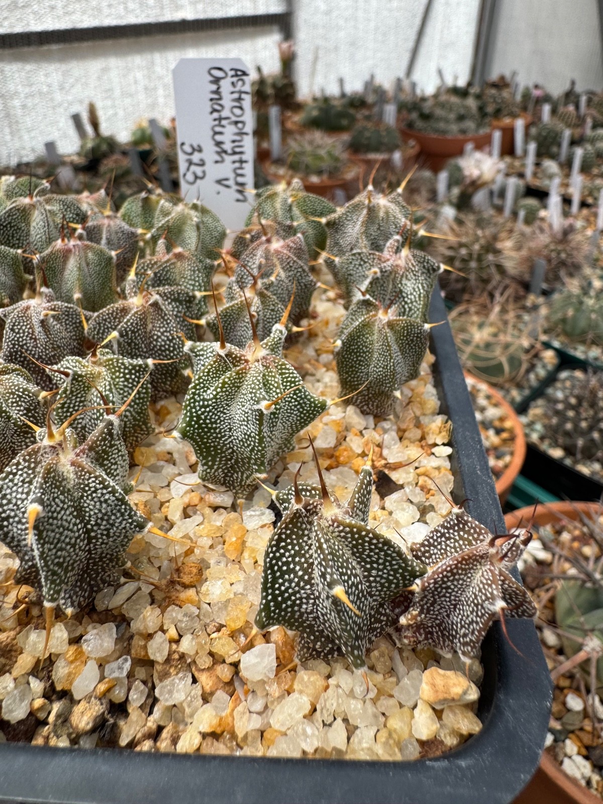 Astrophytum ornatum v. glabrescens 2.5 Year Seedlings Cactus