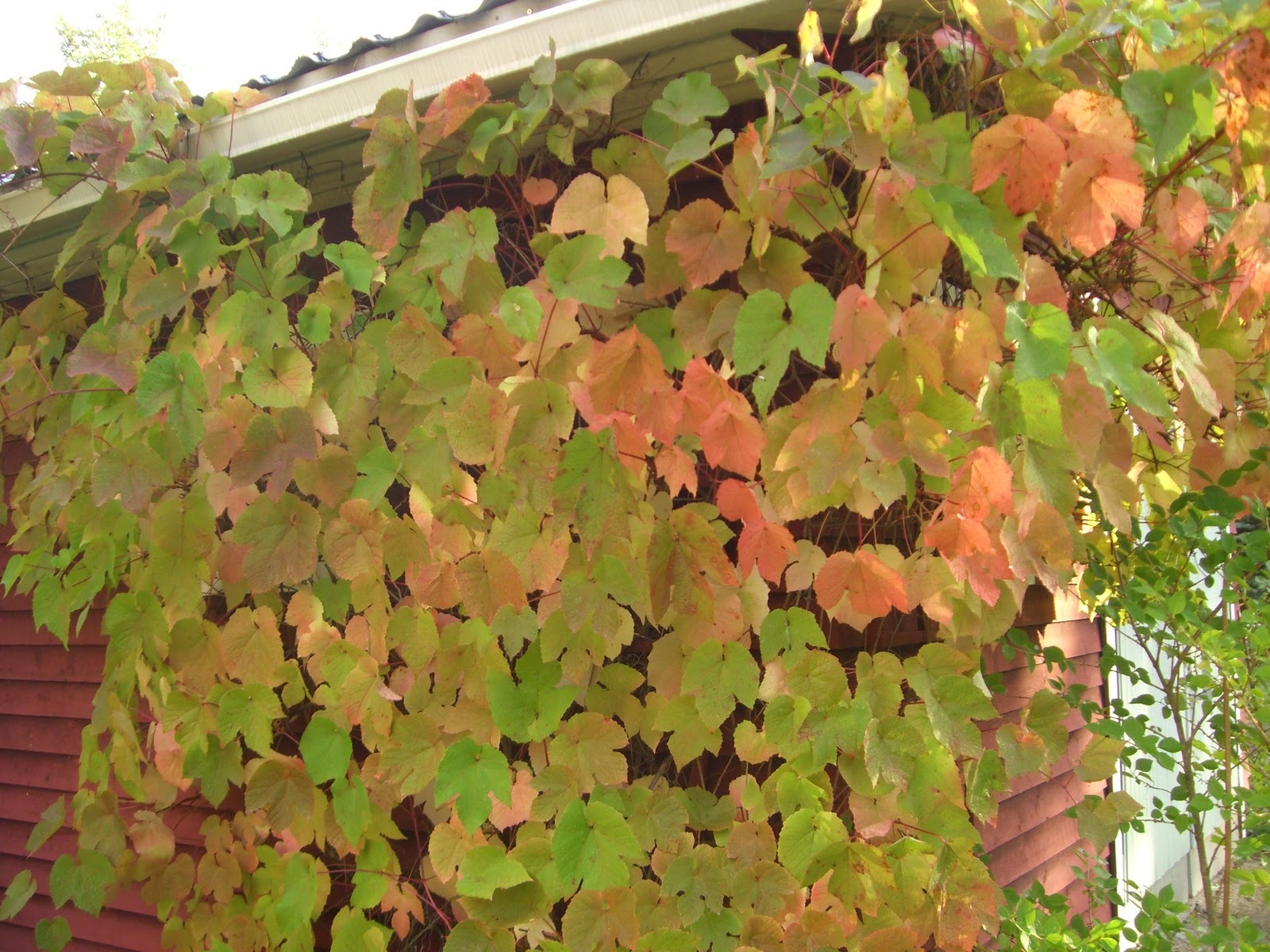 Amur Grape, Vitis amurensis, Vine Seeds (Edible, Fast, Fall Color, Hardy)