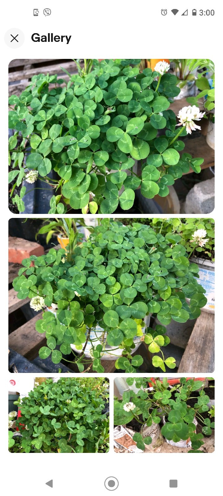 12+ Dutch White Clover Live Wild Organic roots PLANT Medium Nitrogen Fixer BEES