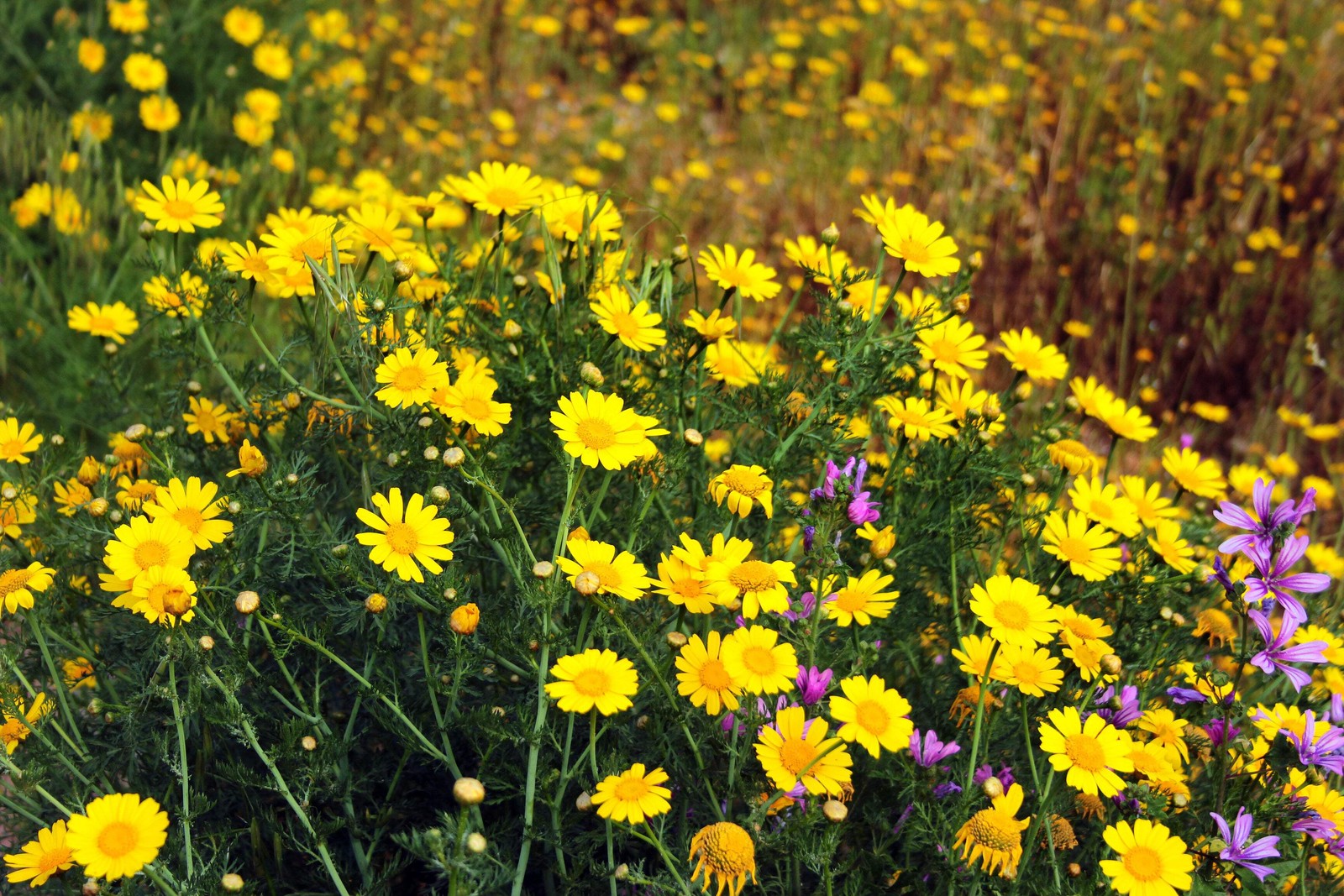 500 YELLOW CHRYSANTHEMUM Morifolium Flower Seeds *Comb S/H