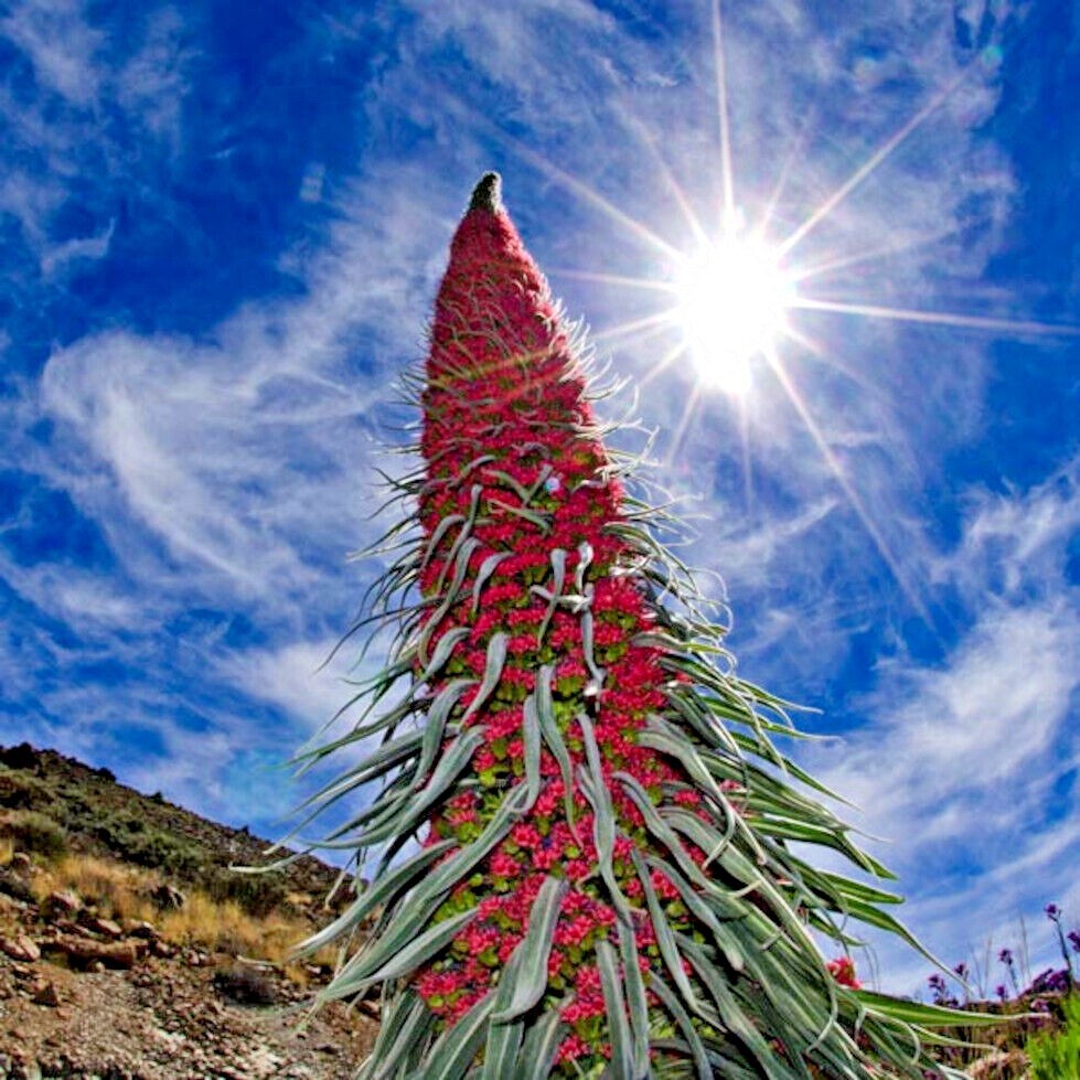 20 TOWER OF JEWELS SEEDS (Echium Wildpretii) Hummingbird Garden Flower Plant
