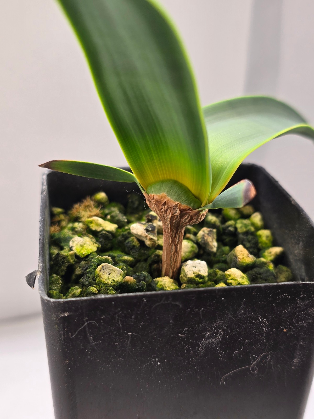 Welwitschia mirabilis 10 month old seedling