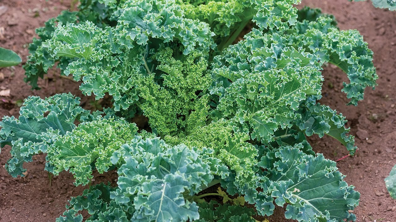 2,000 Kale Seeds – Dwarf Blue Curled – Dwarf Blue Scotch – Non-GMO Heirloom Kale