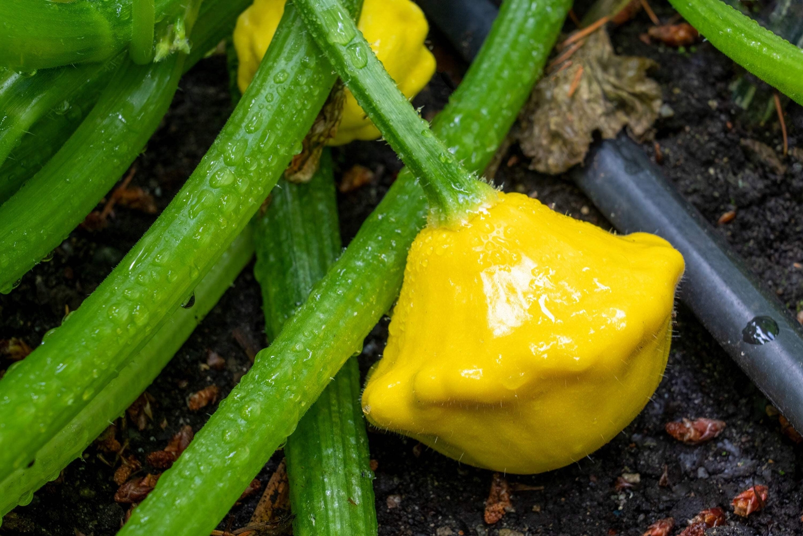 10 Golden YELLOW Bush SCALLOP SQUASH Patty Pan Cucurbita Pepo Vegetable Seeds