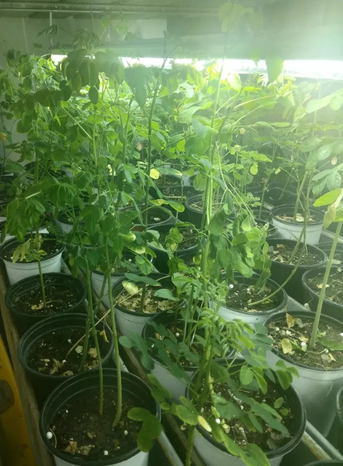 2 Live Moringa Tree Seedling 12 Inch+ Moringa Oleifera live Miracle Tree Plants