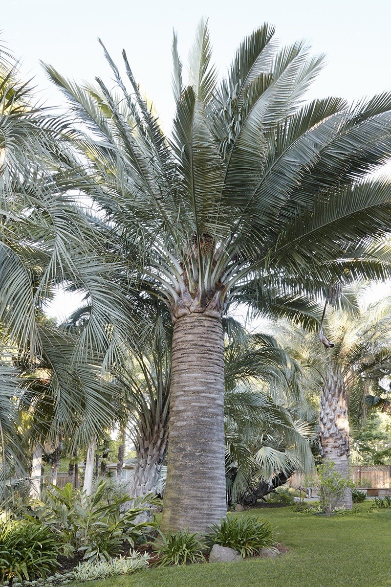 LIVE – Jubaea Chilensis Seedling – Cold Hardy 5F – Snow/Ice Resilient -Rare Palm