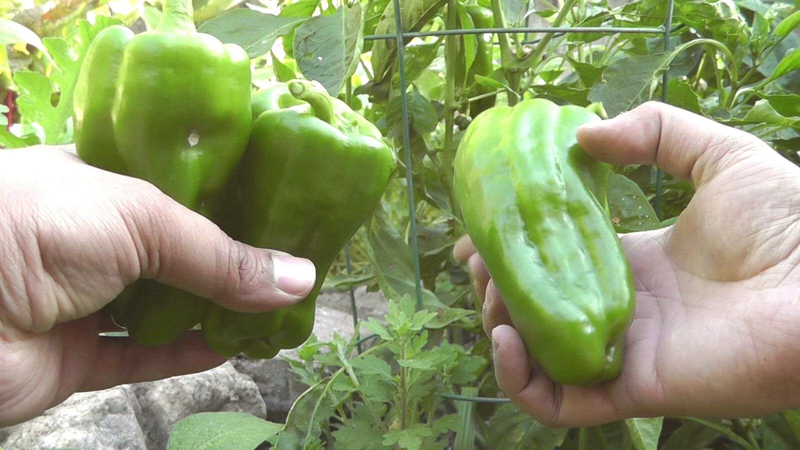 PEPPER SWEET BIG BERTHA 500 SEEDS