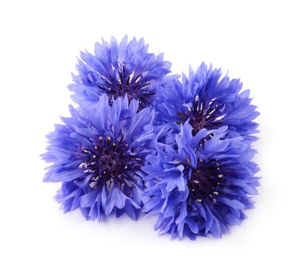 250 DWARF BLUE BACHELOR BUTTTON CORNFLOWER SEEDS | 2026 SALE NON GMO HEIRLOOM