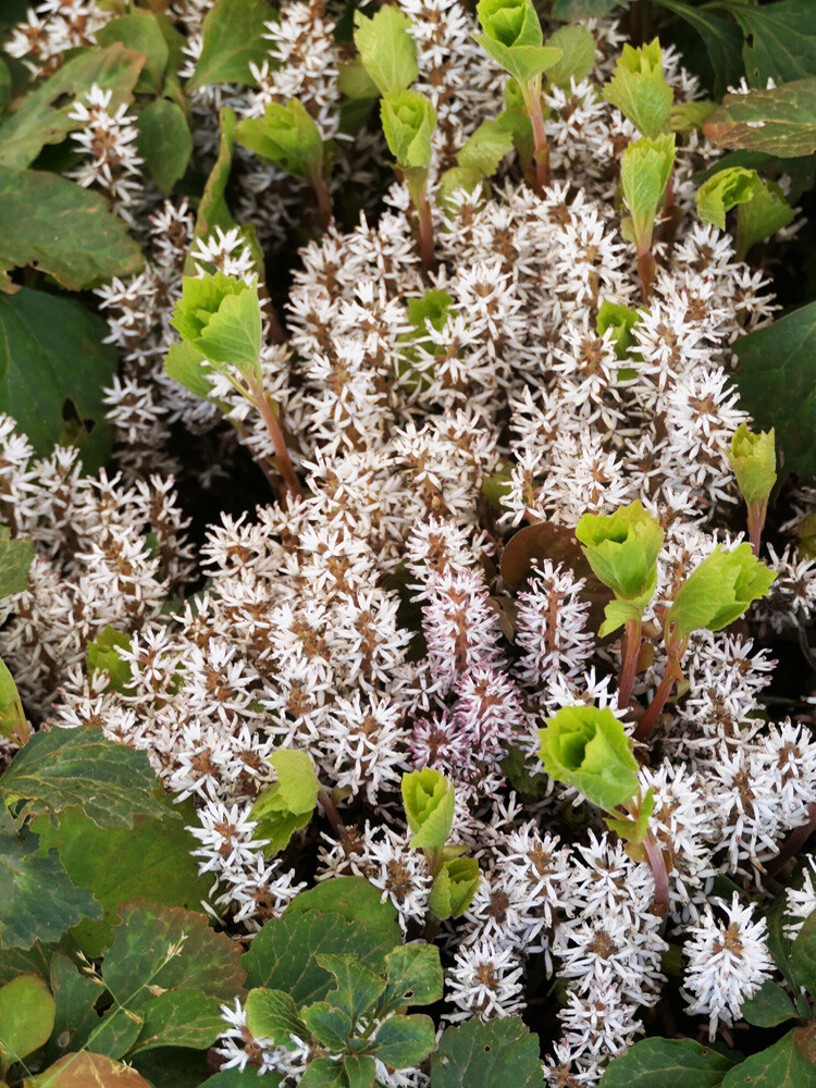 5 Allegheny Spurge Herb Roots, Mountain Spurge, Buxaceae, Pachysandra procumbens