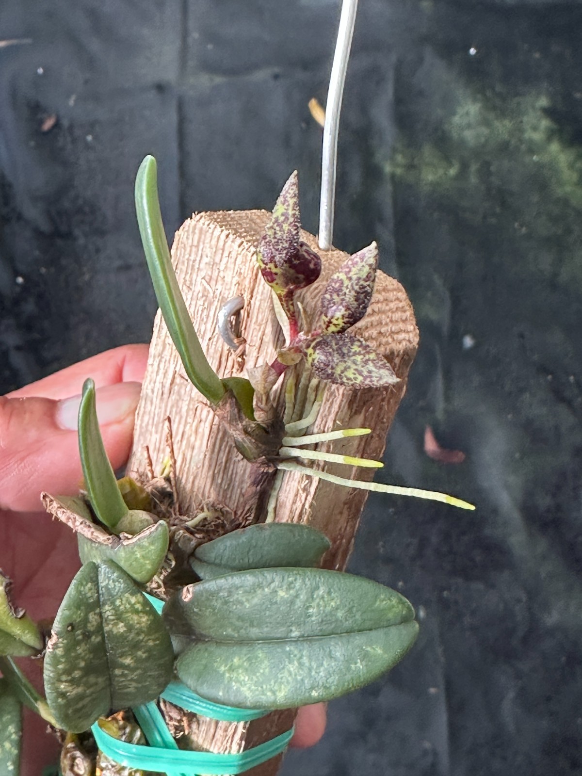 BIZARRE BEAUTY VIETNAM MINIATURE BULBOPHYLLUM SPECIES frostii IN BLOOM!