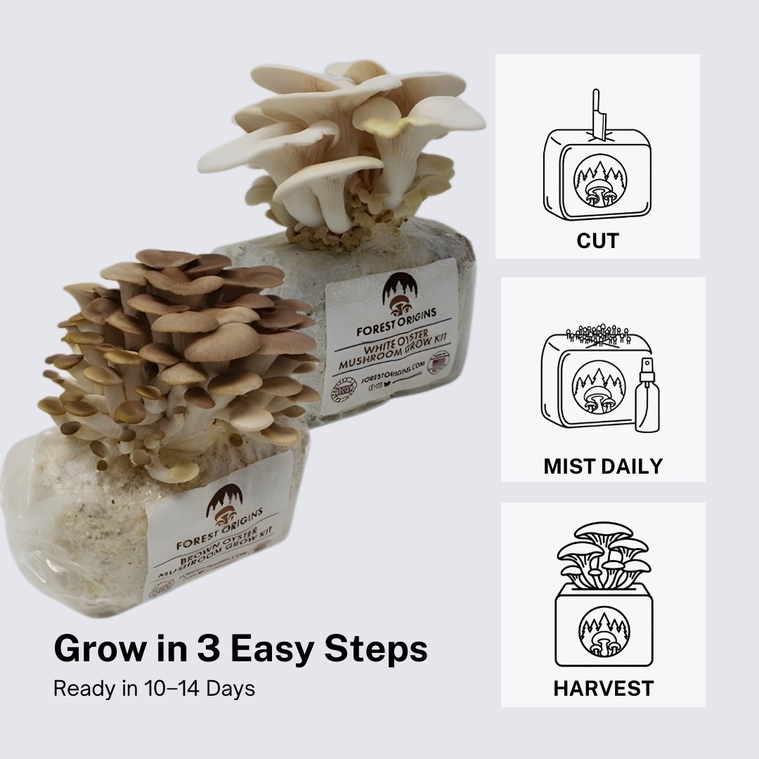 White and Brown Oyster Mushroom Growing Farm- Edible Oyster Mushroom Growing Kit