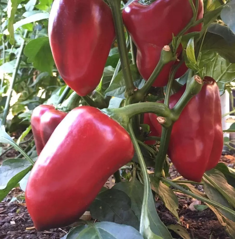 120+ GIANT RED BELL PEPPER SEEDS – SWEET ——— HEIRLOOM – ORGANIC – NON GMO
