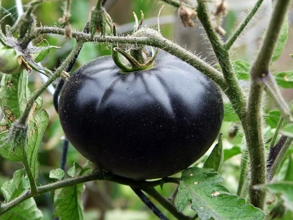 120+ Black Beauty Tomato Seeds —————– HEIRLOOM