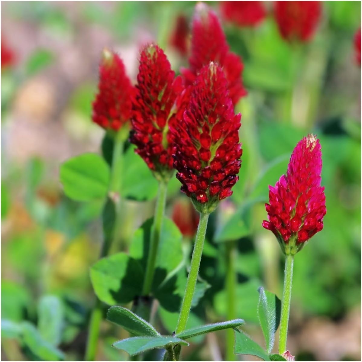 Clover Seeds Crimson Clover Ground Cover 12,000+ Seeds Trifolium Incarnatum