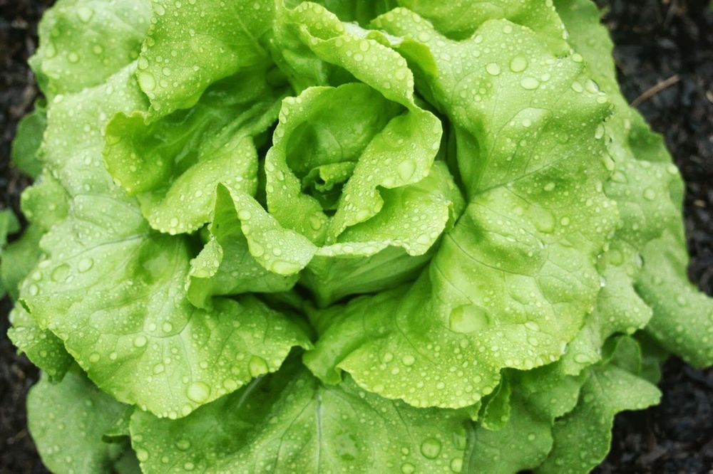 White Boston Butterhead Lettuce Seeds, NON-GMO, Improved Big Boston, FREE SHIP