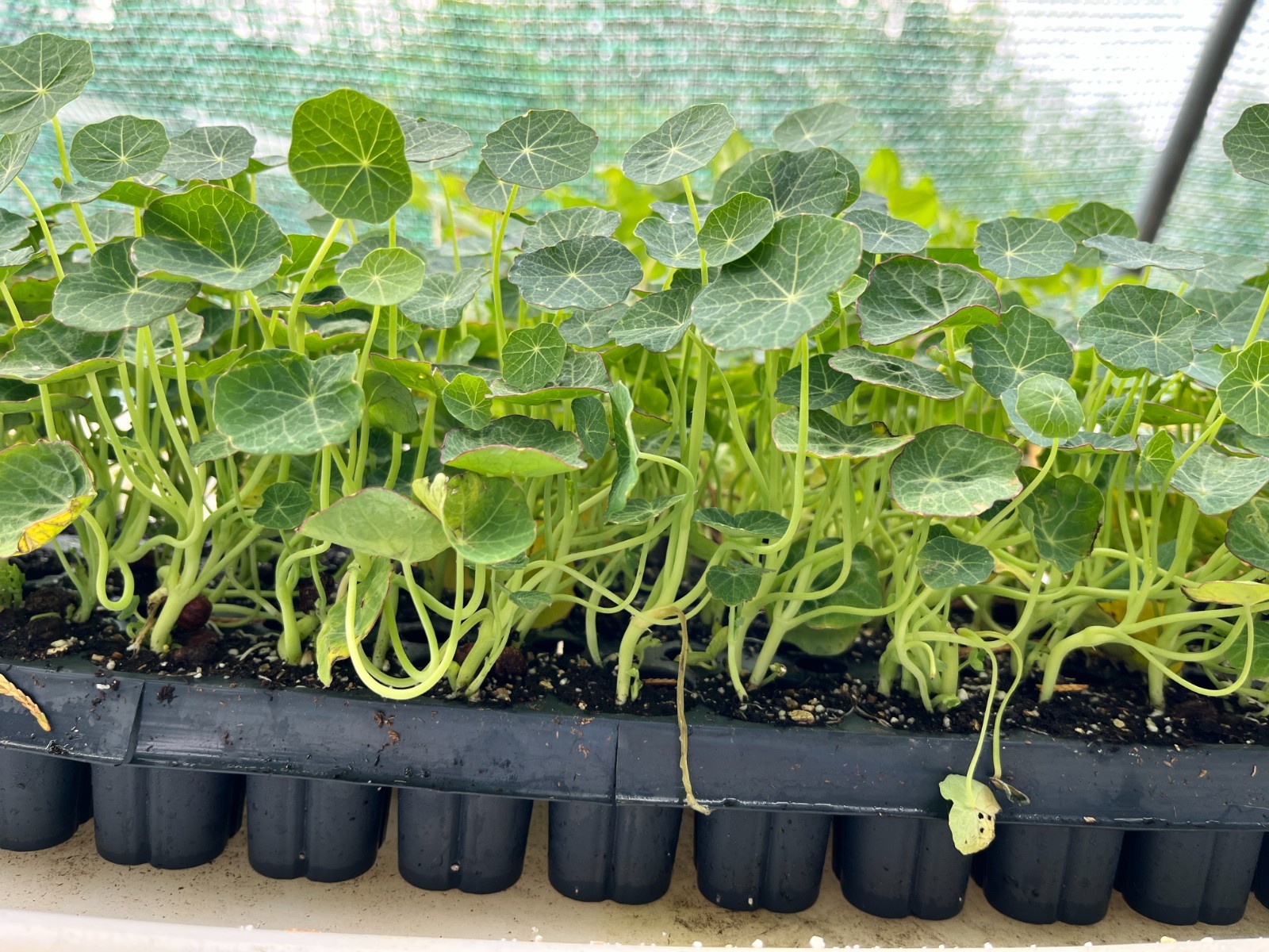 Nasturtium Seedling Plug, Live Plant | Edible Flowers | Fast Growing Garden