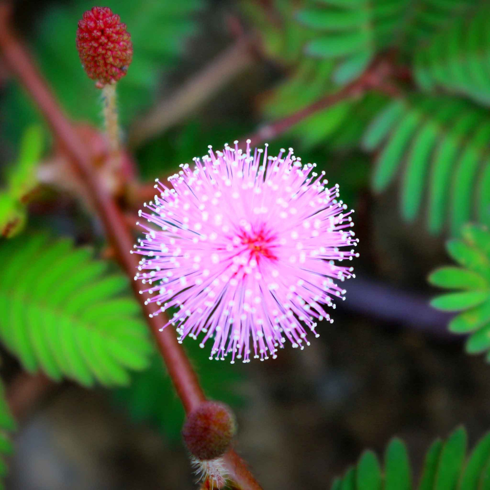 20 Seeds of Mimosa Pudica ‘The Sensitive Plant’ ‘Touch Me Not’ Beautiful Flower
