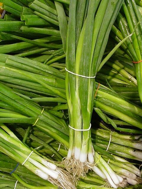 200+ Evergreen White Bunching Onion Seeds, Open-Pollinated NON-GMO, Fresh Seeds 