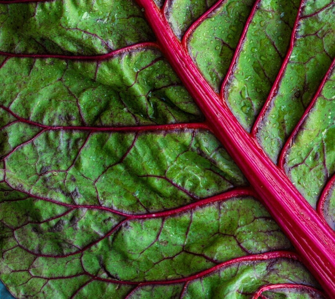 100+ Ruby Red Swiss Chard Seeds Heirloom NON-GMO Always Fresh For Your Garden