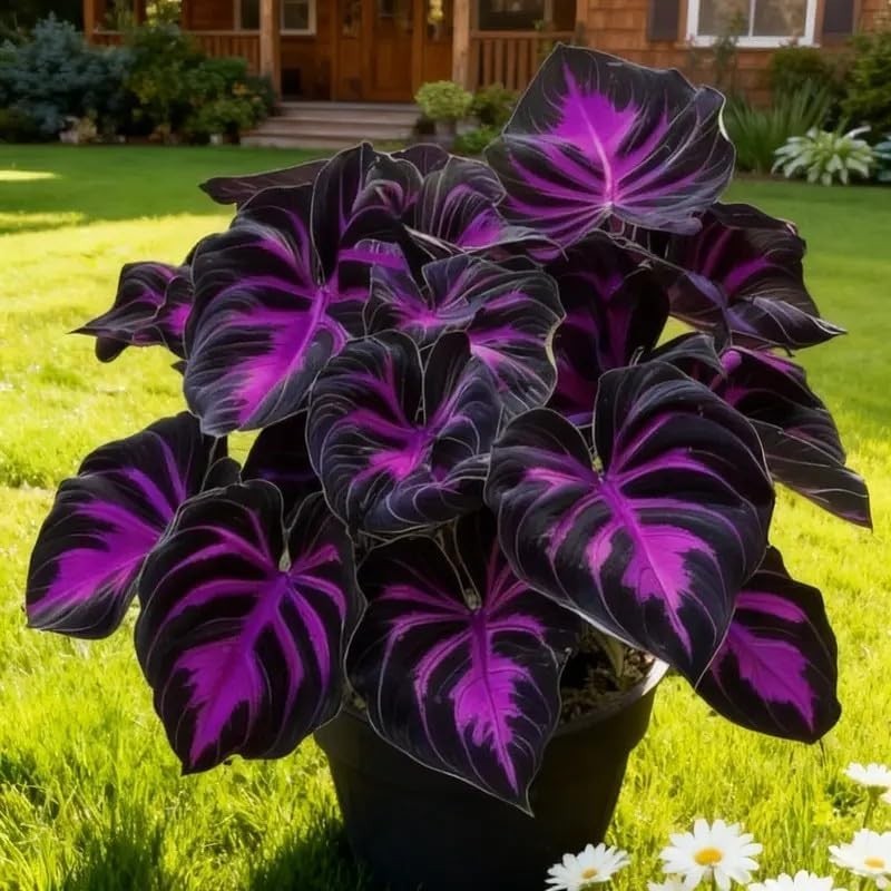 Hosta Seeds – 200 Rare Black Purple Hosta Plants Seeds for Planting Outdoor