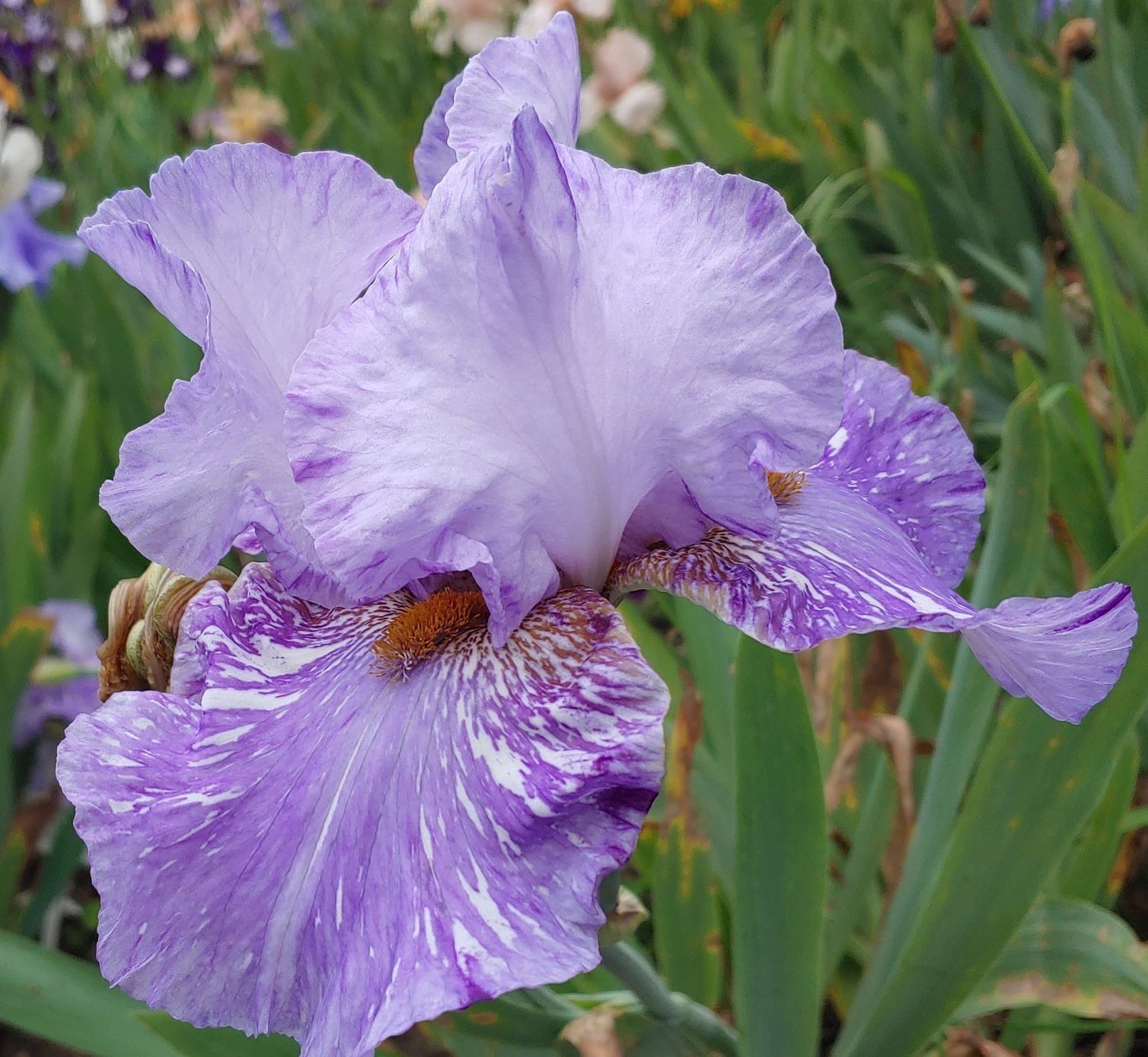 ‘Gnu’ Tall Bearded Iris Rhizome PRE-SALE to Ship Aug/Sept
