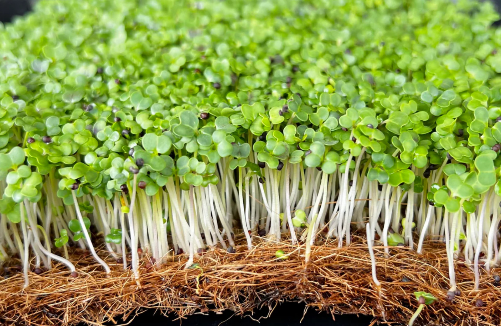 Organic MICROGREEN Seeds | Fresh Heirloom Non GMO Sprouting Seeds