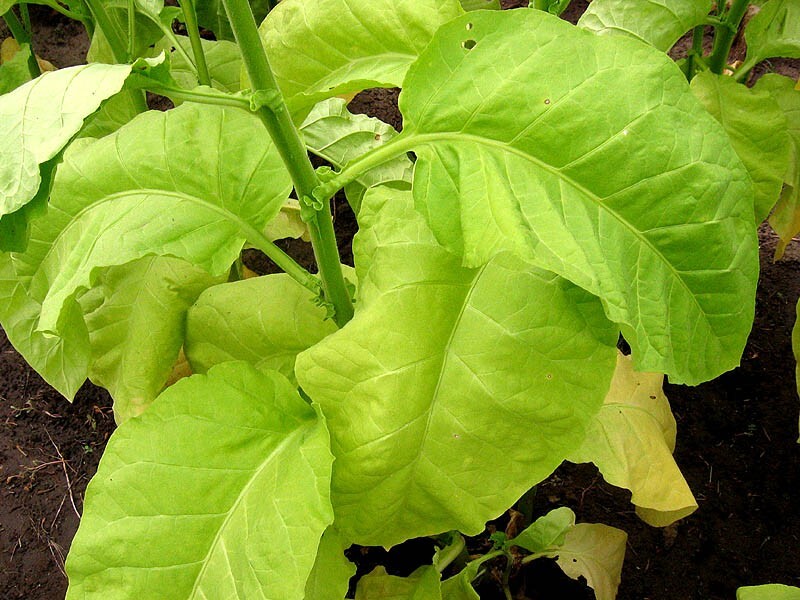1000 Ainaro Tobacco Seeds ~ Dark Sun Cured Heirloom Non-GMO Nicotiana Tabacum