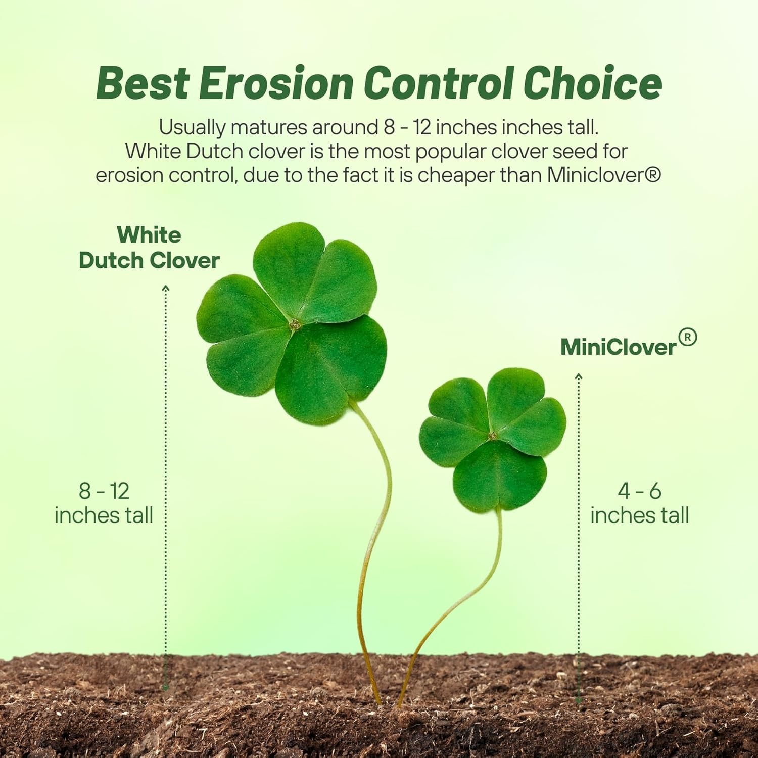 Fast-Germinating White Dutch Clover Seeds – 1/4 Lb for Effortless Ground Cover