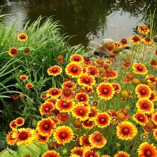 INDIAN BLANKET FLOWER 300+ Seeds Perennial Gaillardia Aristata Native Wildflower