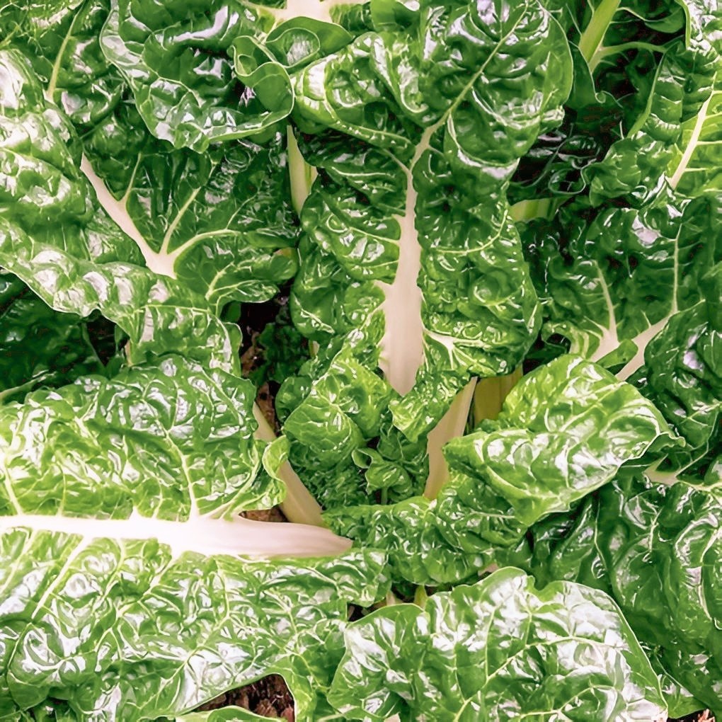 100 Fordhook Giant Swiss Chard Seeds, NON-GMO