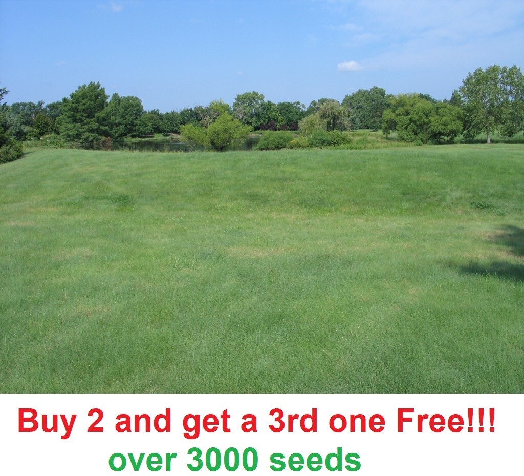 2 oz BUFFALO GRASS Seed Native Prairie Sedge Low Maintenance Drought Heat Turf