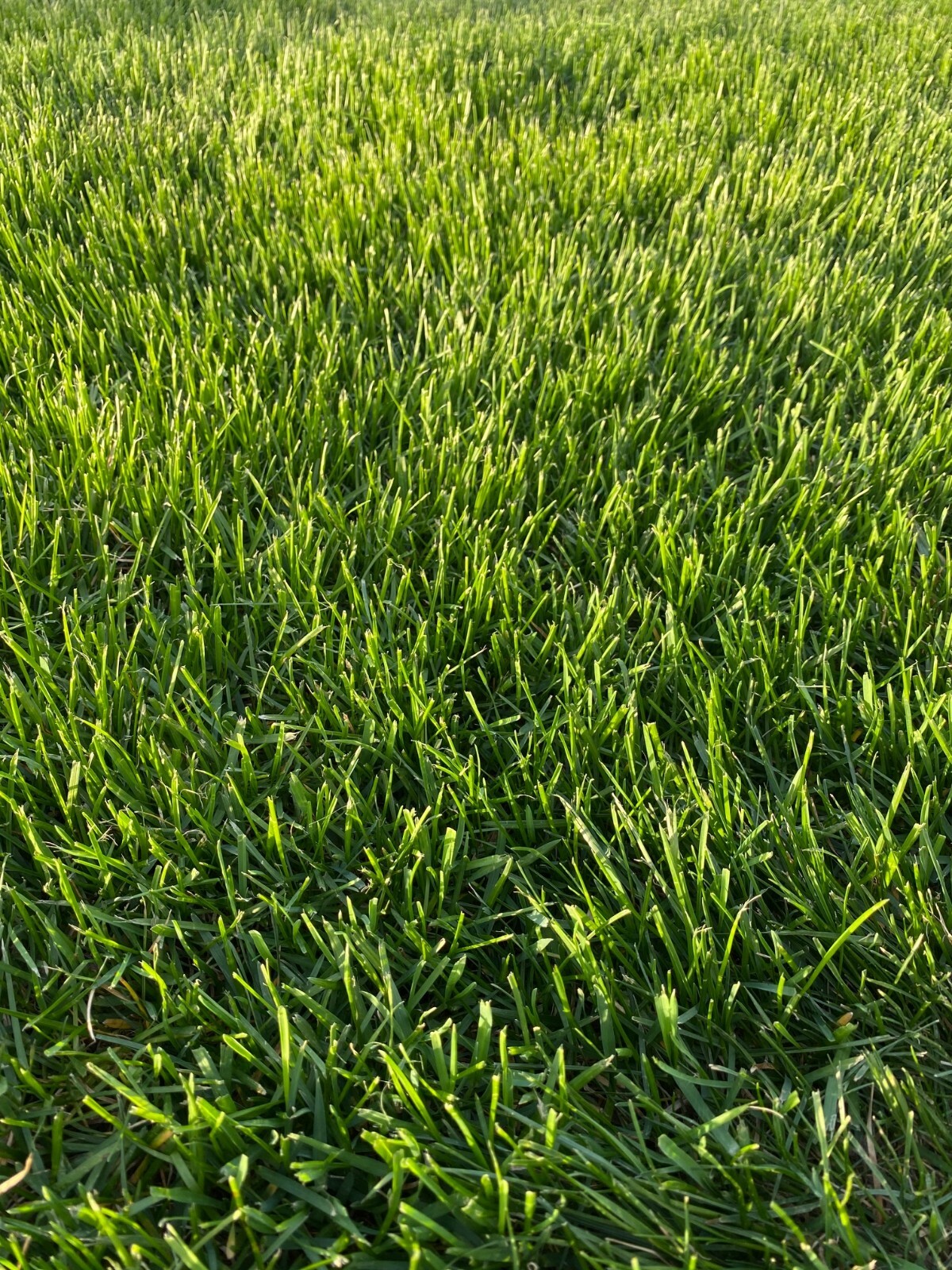 Kentucky Bluegrass Grass Seed – 9 lbs – Direct from Grower – Beautiful Lawn!