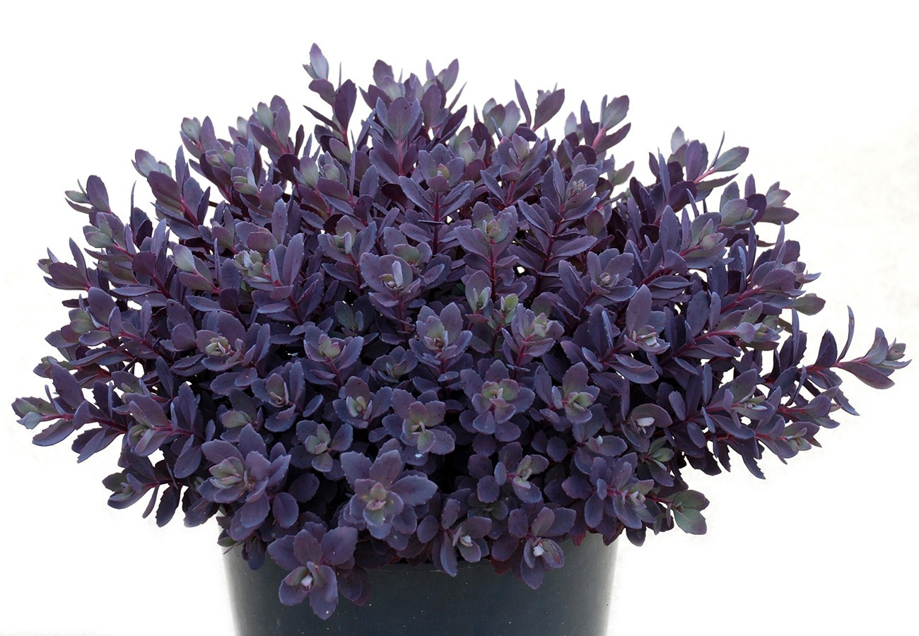 sedum PLUM DAZZLED succulent stonecrop short perennial = 1 Potted Garden Plant
