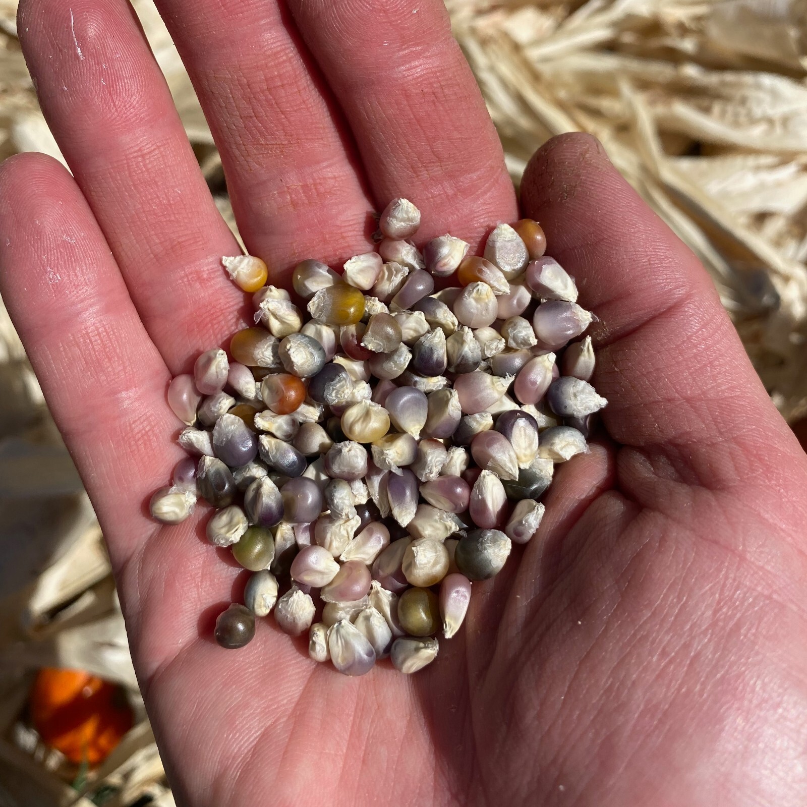 Glass Gem Corn Seed Packet Bulk Organic Non-GMO Kaleidoscopic Colors Heirlooom