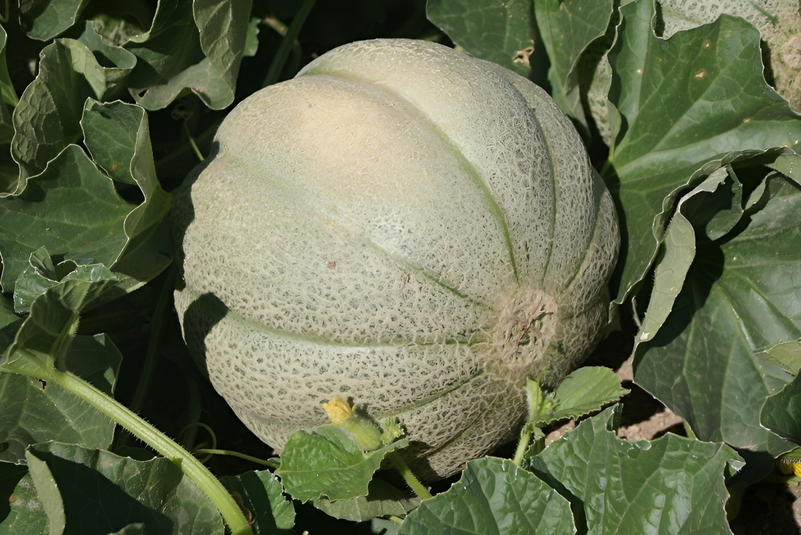 50 Heirloom Planters Jumbo Cantaloupe Seeds – Giant 5-8LB Super Sweet Melon