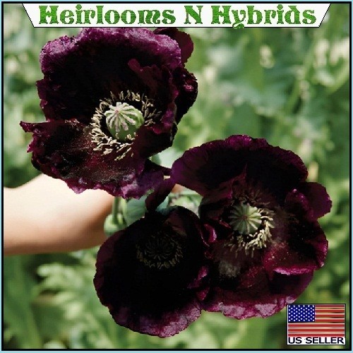 2,500 Heirloom After Midnight Poppy Seeds Papaver Somiferum Purple Near Black…