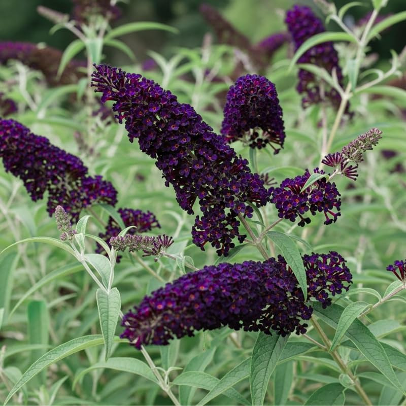 Black-Purple Butterfly Bush Live Shrub Plant Shrub, Buddleia Bush Well Rooted, 5