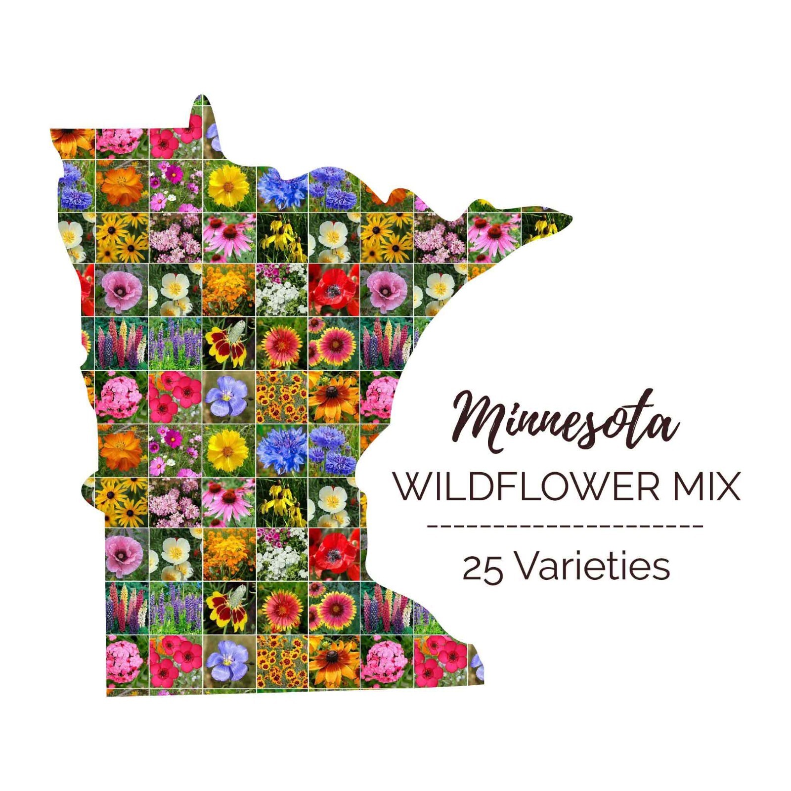 Wildflower MINNESOTA State Flower Mix Perennials Annuals USA Non-GMO 1000 Seeds