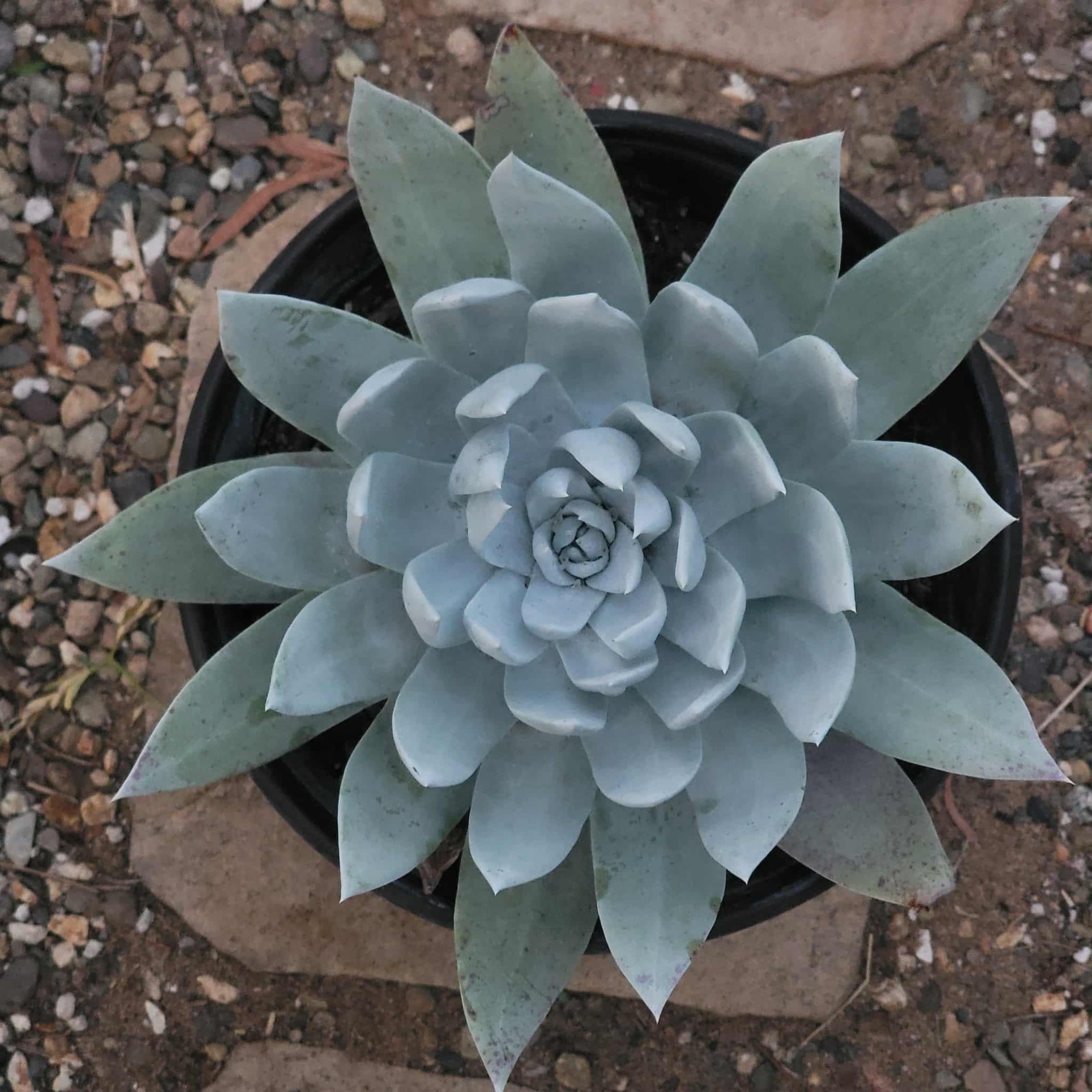Dudleya brittonii ‘Giant Chalk’