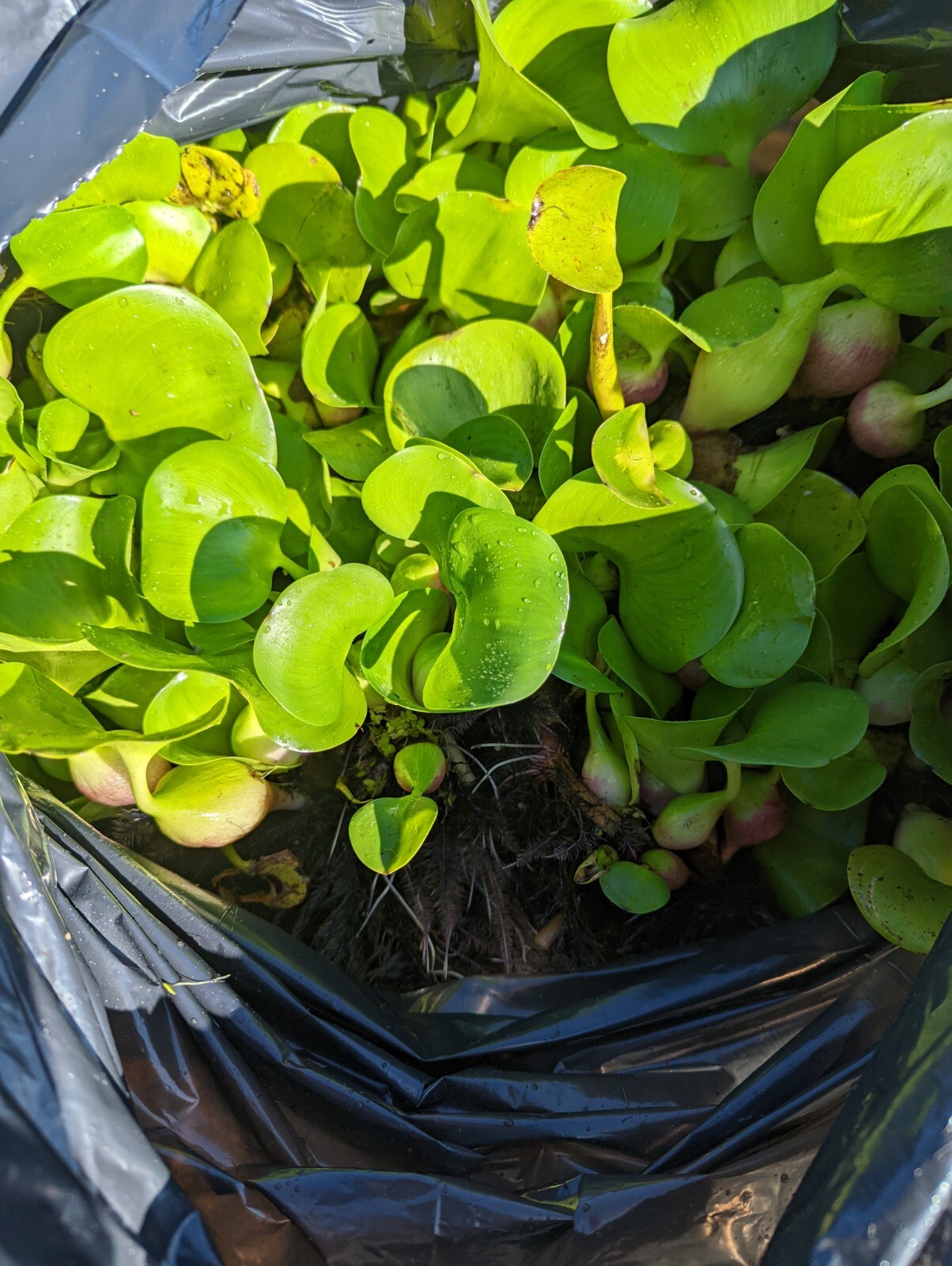 10 Water Hyacinth Pond Plant Floating Live READ DESCRIPTION
